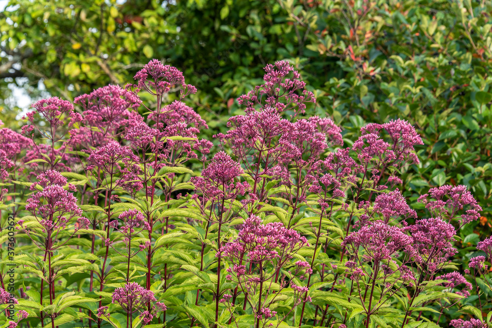 Eupatorium blooms in the garden Eupatorium blooms in the garden