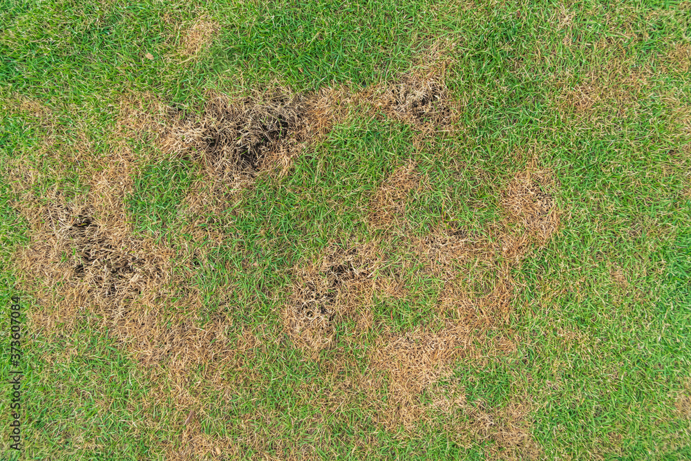 Green and yellow grass texture Brown patch is caused by the destruction of fungus Rhizoctonia Solani grass leaf change from green to dead brown in a circle lawn texture background dead dry grass. Green and yellow grass texture Brown patch is caused by the destruction of fungus Rhizoctonia Solani grass leaf change from green to dead brown in a circle lawn texture background dead dry grass.