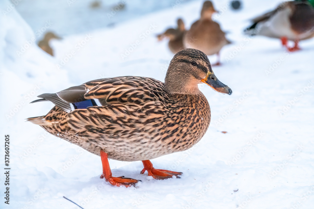 Female duck on the wuite snow background Female duck on the wuite snow background
