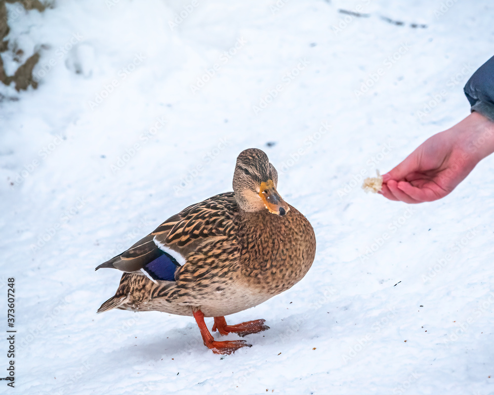 Female duck on the wuite snow background. Man feeds the duck in winter. Female duck on the wuite snow background. Man feeds the duck in winter.
