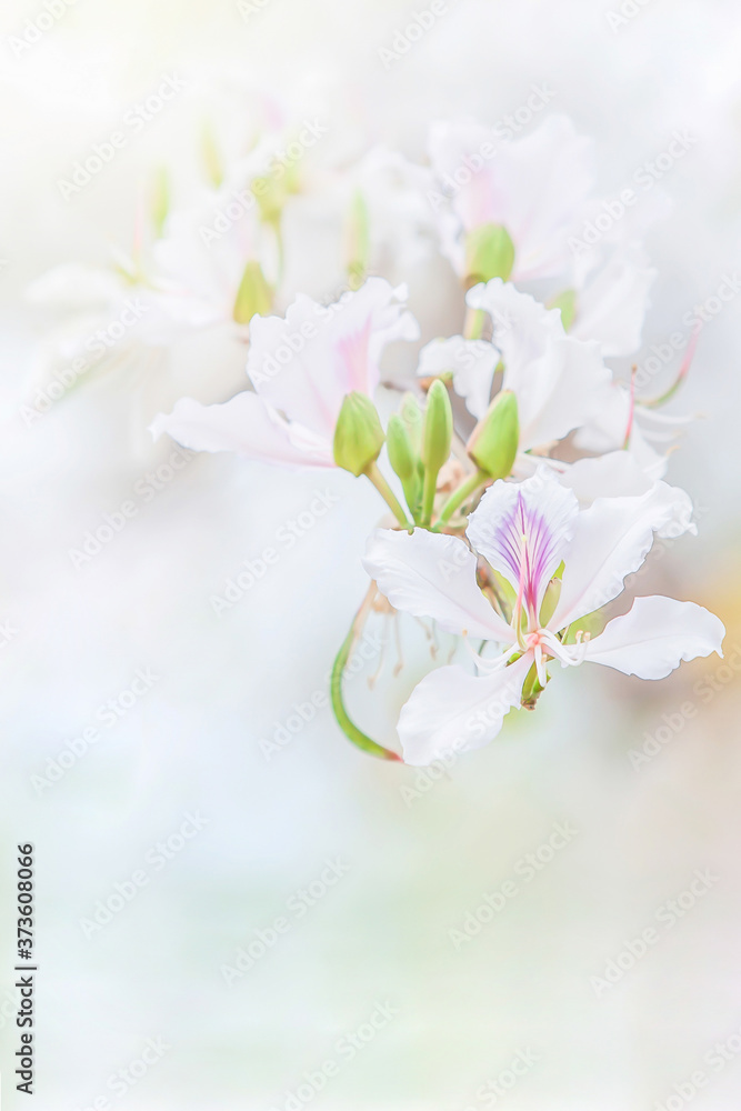 Close-up white Bauhinia variegata are in bloom.