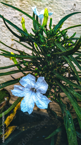 lily of the valley in water