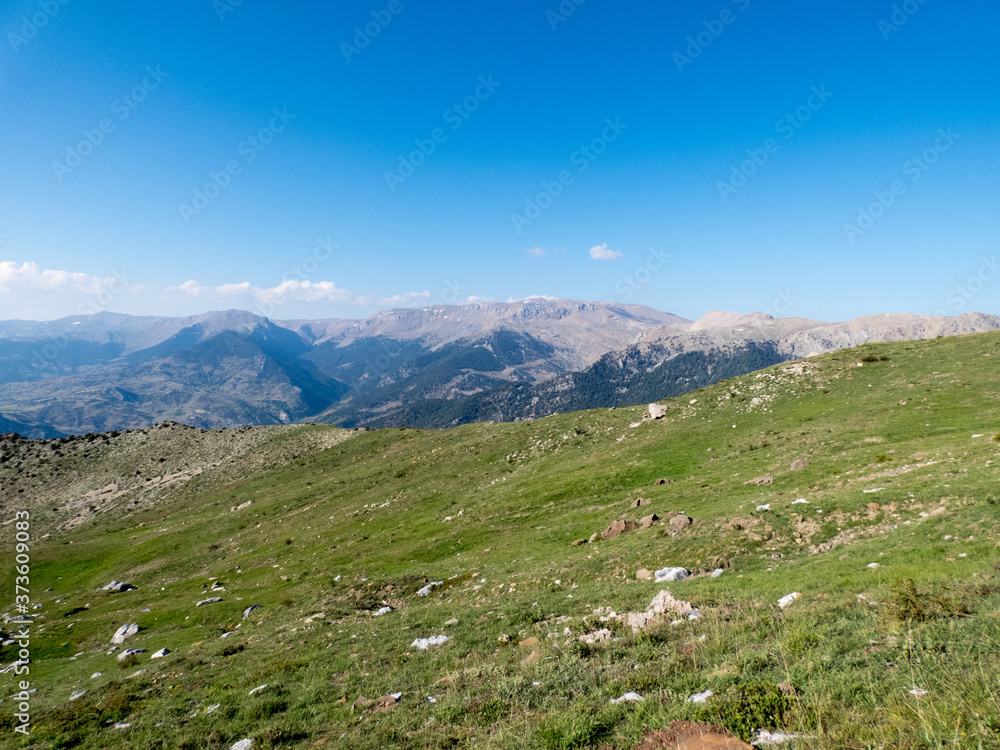 Fototapeta premium Mountain meadow in summer