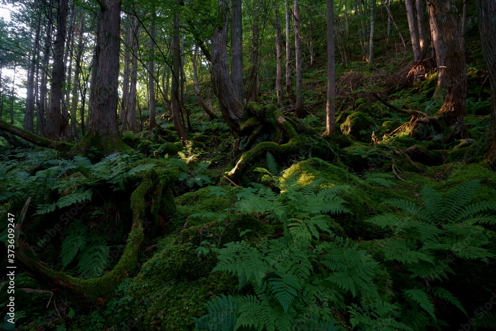 苔やシダなどに覆われた薄暗い夏の森 -（日本、長野県、蓼科大滝付近）