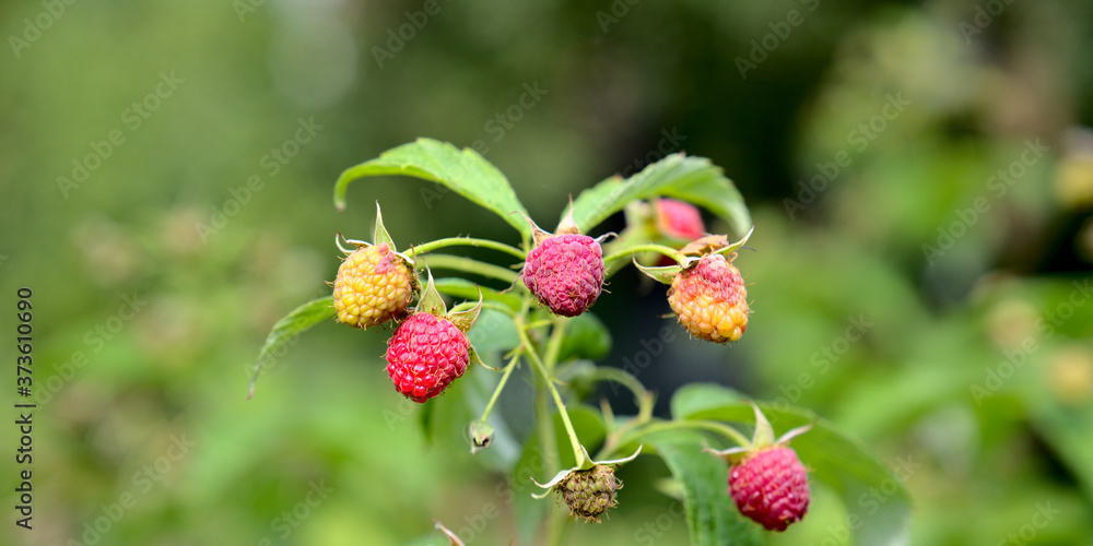 Maliny Maliny