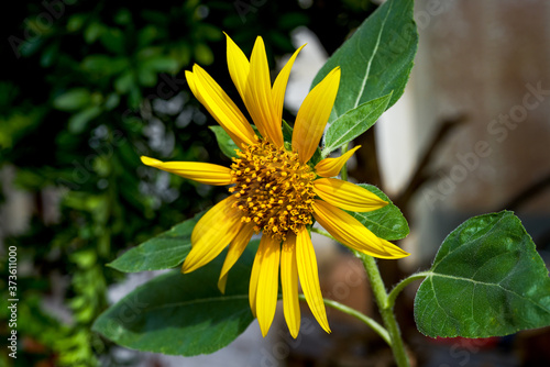 Closeup of a blooming sunflower