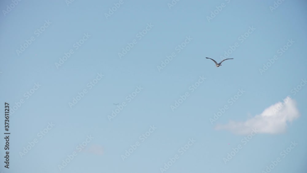 bird flies against the blue sky, heron bird flies against the blue sky, heron