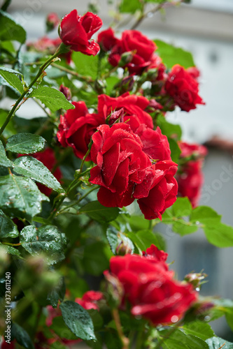 Red roses wet in the rain. Wet roses. Roses with raindrops.