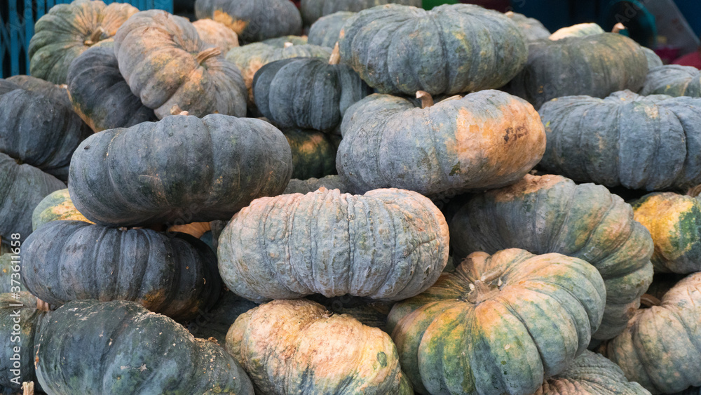 Many pumpkins are piled on the ground after harvest To wait for sale Many pumpkins are piled on the ground after harvest To wait for sale