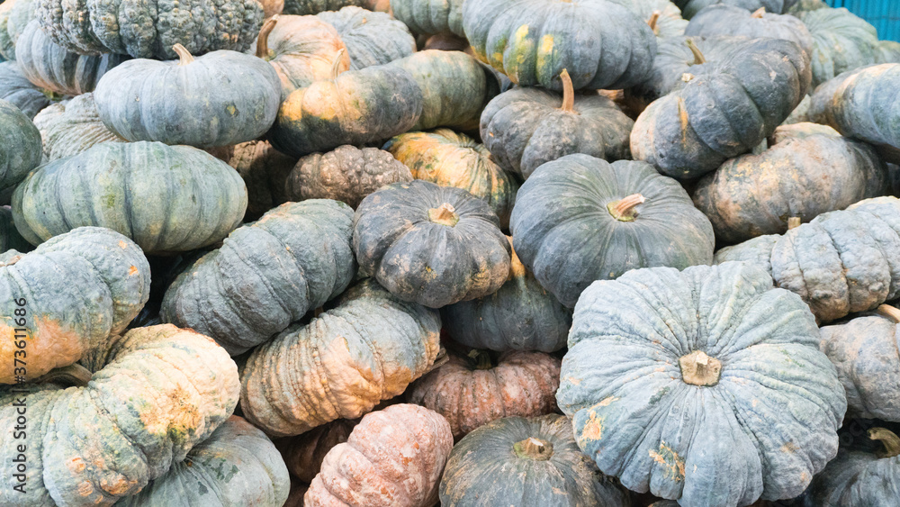 Many pumpkins are piled on the ground after harvest To wait for sale Many pumpkins are piled on the ground after harvest To wait for sale
