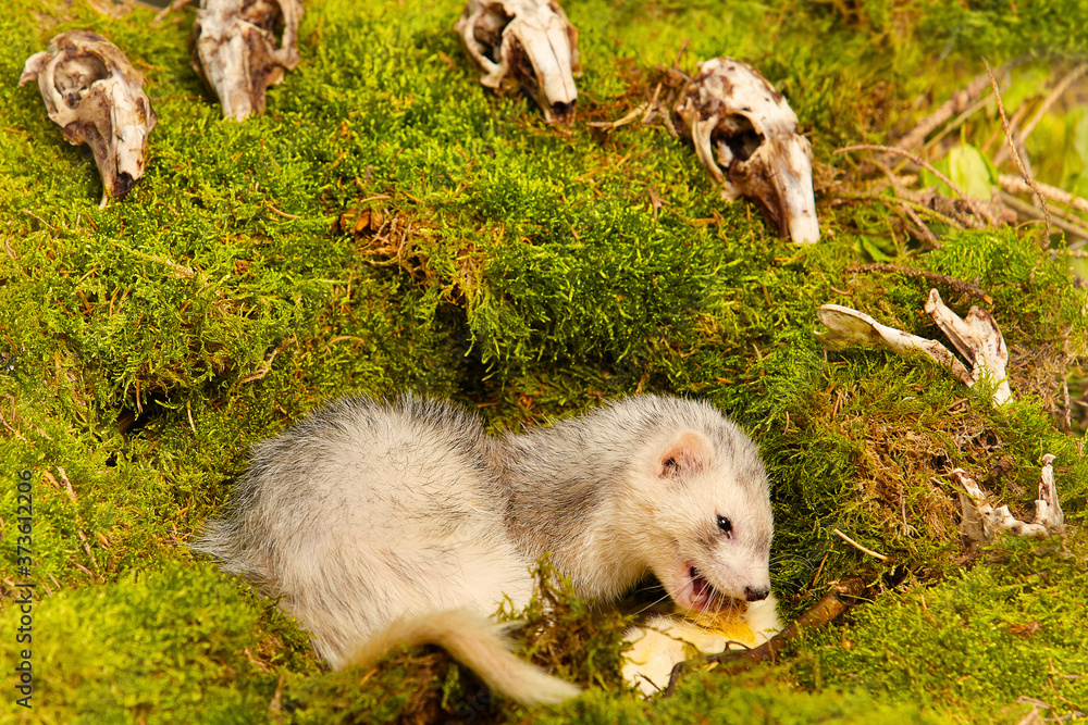 Silver ferret posing as a hunting predator in forest moss decorated with prey skulls Silver ferret posing as a hunting predator in forest moss decorated with prey skulls