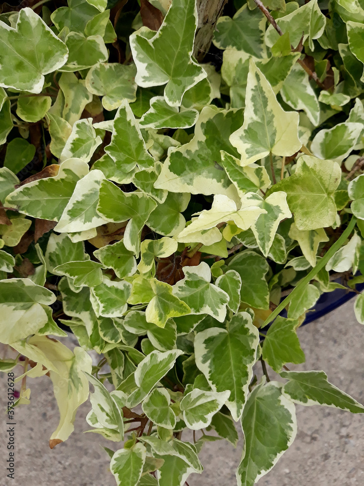 top view English Ivy plant. top view English Ivy plant.