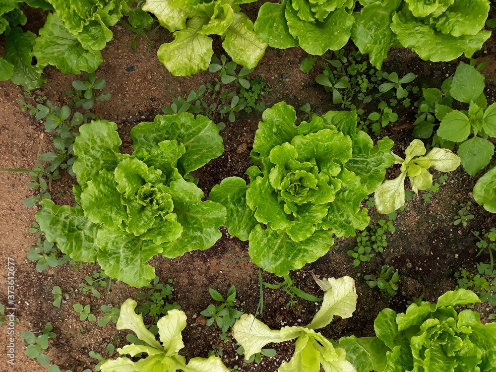green lettuce plants in growth at field green lettuce plants in growth at field