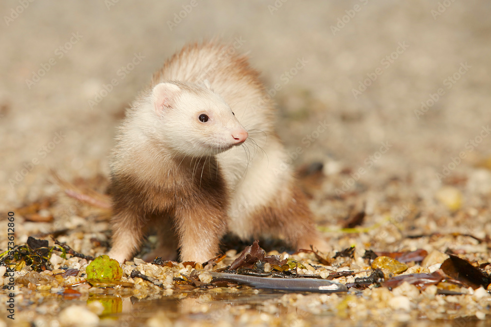Ferret posing as a hunting predator with small fish on water bank Ferret posing as a hunting predator with small fish on water bank