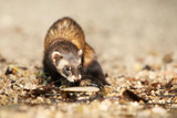 Ferret posing as a hunting predator with small fish on water bank
