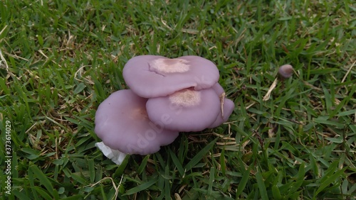 Tableau sur toile Clitocybe nuda, commonly known as the wood blewit  and alternately described as
