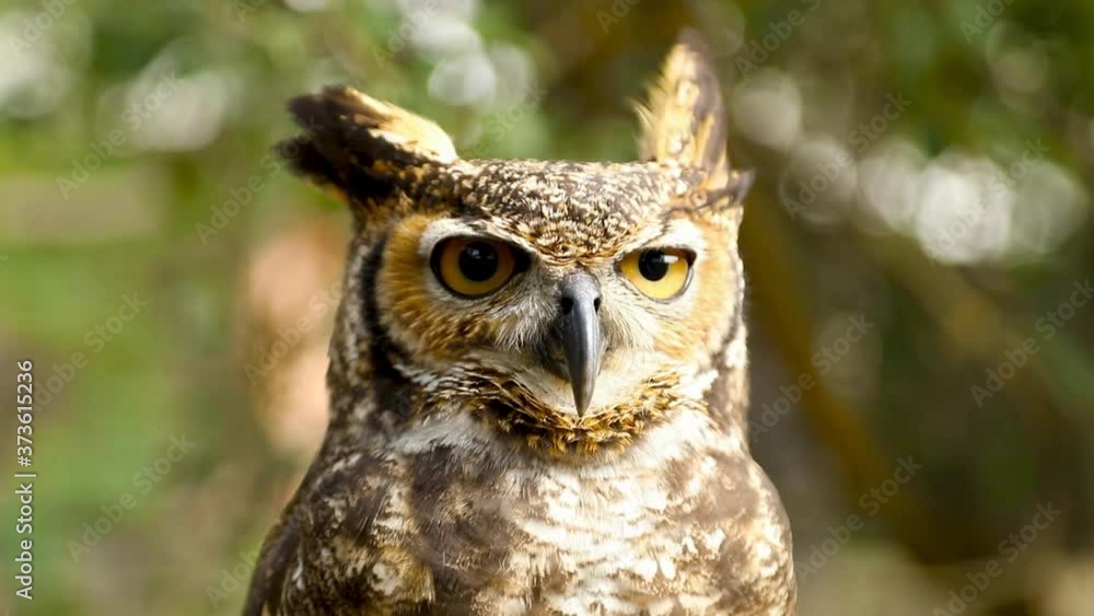 Close-up of the face of a Great Horned Owl (Bubo virginianus) Close-up of the face of a Great Horned Owl (Bubo virginianus)