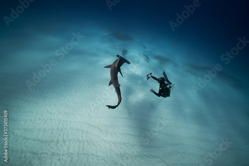 Hammerhead Shark