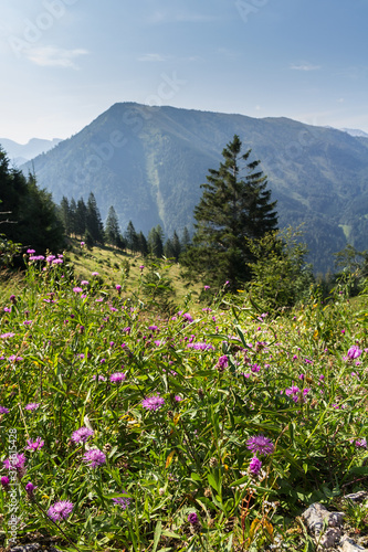 Flowers on pasture with trees in Austrian Alps mountain summer landscape