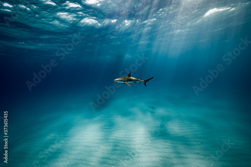 Blue Water Shark