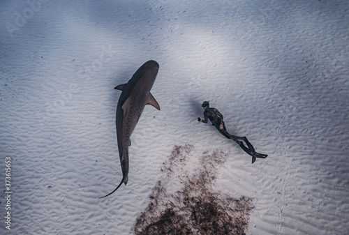 Tiger Shark photo