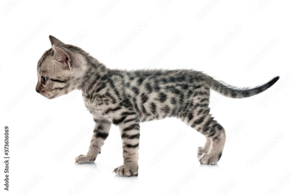 Naklejka premium bengal kitten in studio