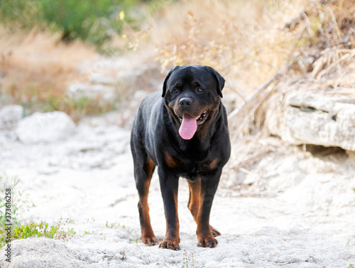 rottweiler in nature