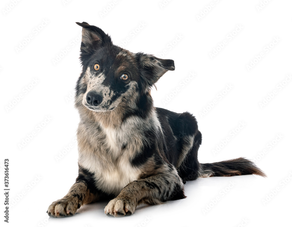 australian shepherd in studio