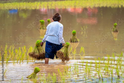 Transporting Bundles of Rice