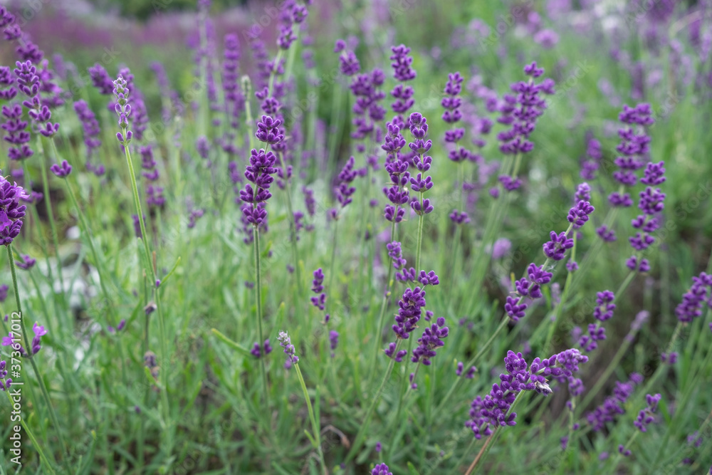 Beautiful blooming Lavender flowers herbs with green leaves. Closeup photo Beautiful blooming Lavender flowers herbs with green leaves. Closeup photo