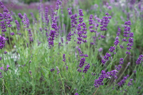 Beautiful blooming Lavender flowers herbs with green leaves. Closeup photo