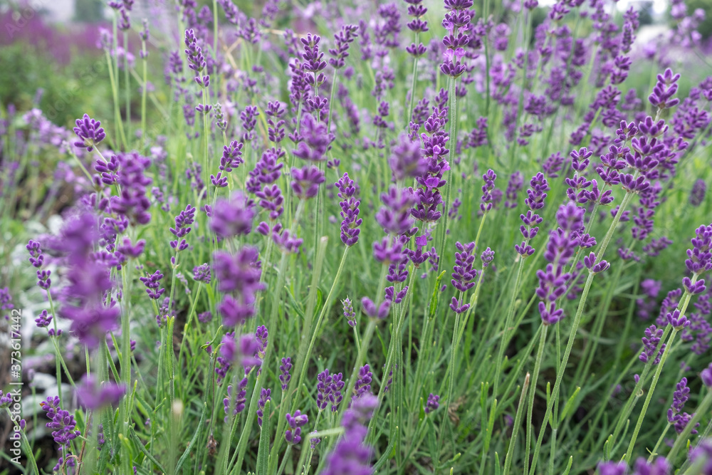 Beautiful blooming Lavender flowers herbs with green leaves. Closeup photo