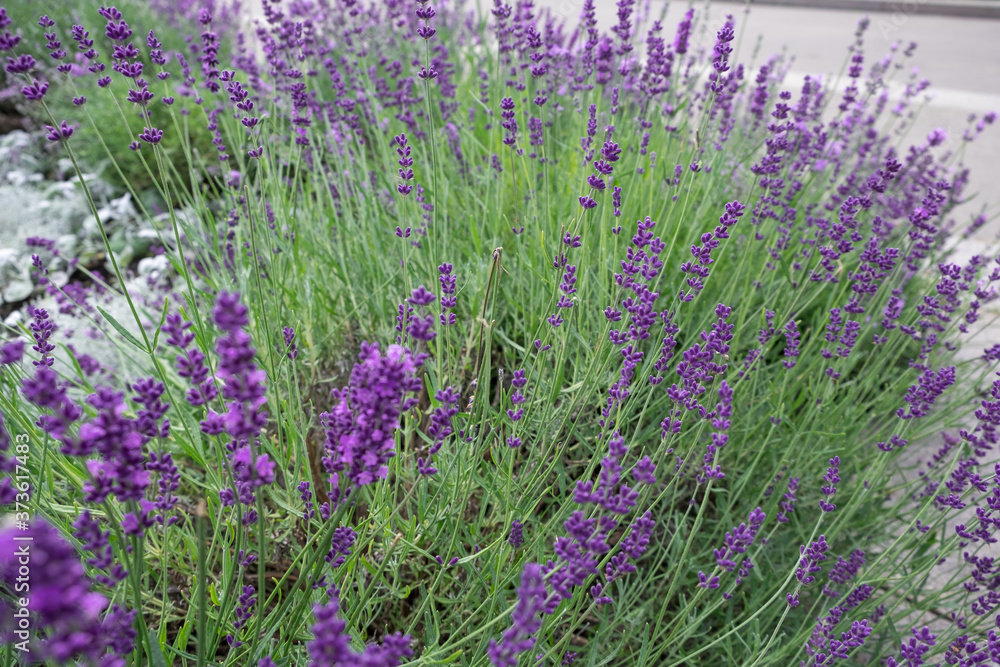 Naklejka premium Beautiful blooming Lavender flowers herbs with green leaves. Closeup photo