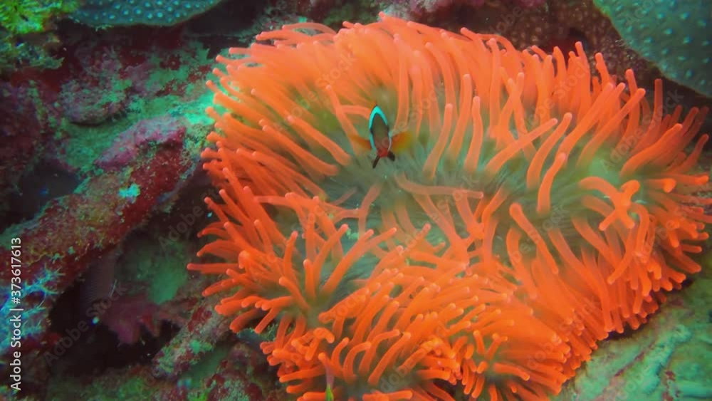 A bright red anemone in Truk Lagoon, Micronesia A bright red anemone in Truk Lagoon, Micronesia