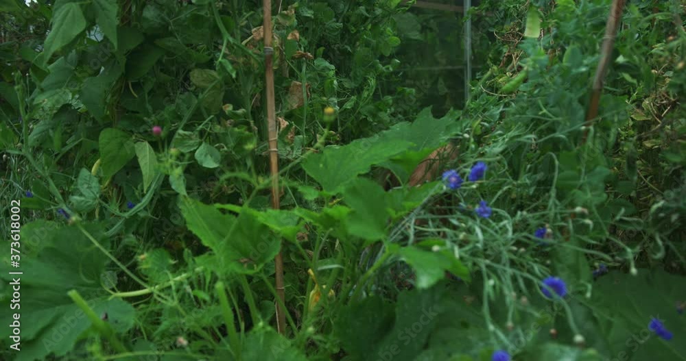 Preschooler in vegetable garden with a big courgette Preschooler in vegetable garden with a big courgette