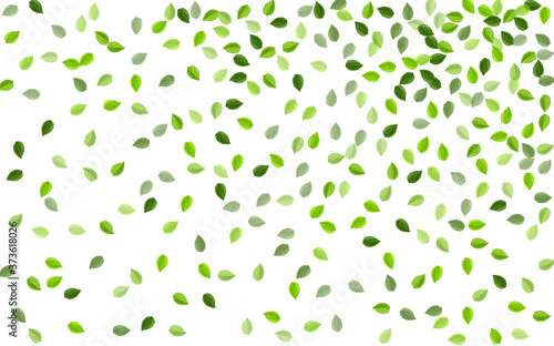 Forest Foliage Organic Vector Poster. Forest 