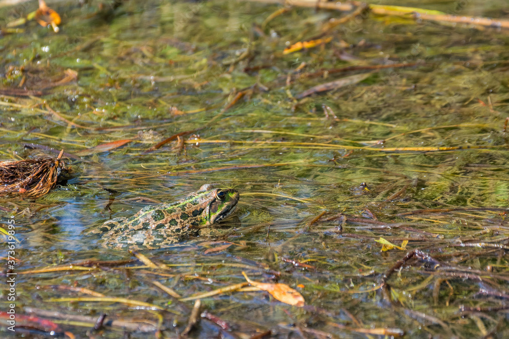 Frog lurking among the seaweed Frog lurking among the seaweed
