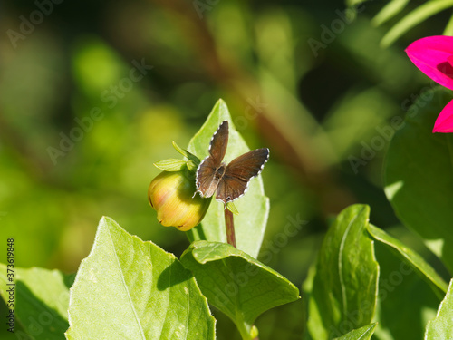 Brun des pélargoniums ou argus des pélargoniums (Cacyreus marshalli)  photo