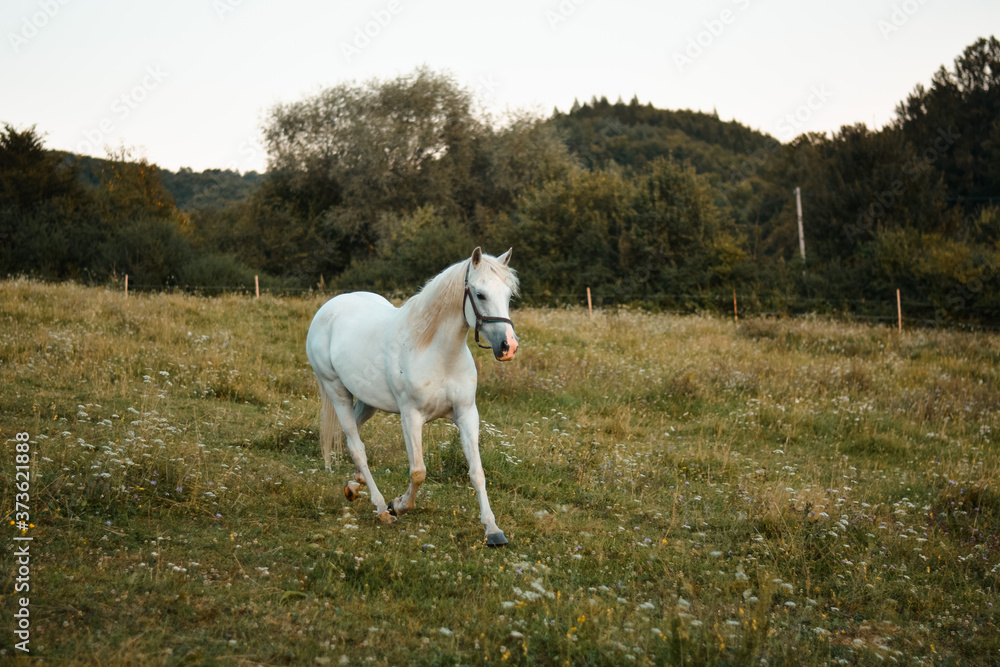 Beautiful white arabian horse mare running free on the meadow, pasture