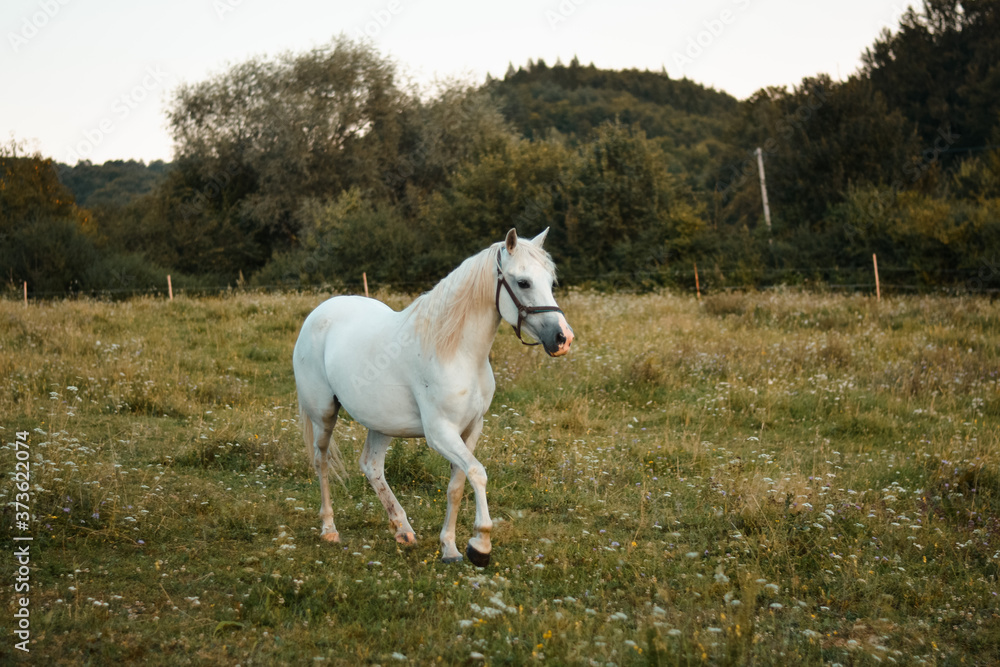 Beautiful white arabian horse mare running free on the meadow, pasture