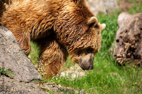 Wallpaper Mural brown bear walking Torontodigital.ca