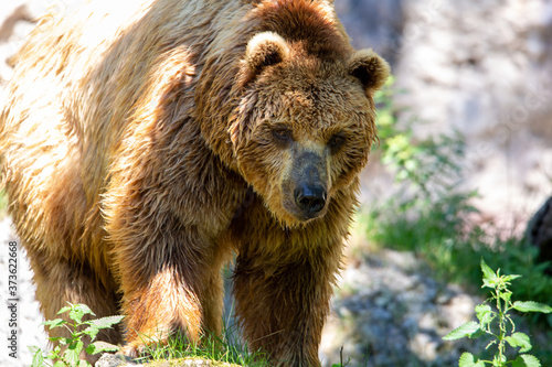 brown bear walking