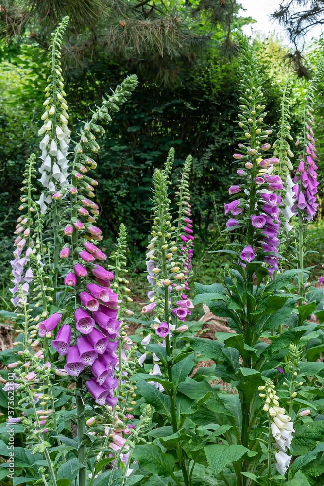 In front of the trees is a field with common foxglove or Digitalis purpurea with flowers in different colors in this beautiful garden near the village of Harkstede in Groningen In front of the trees is a field with common foxglove or Digitalis purpurea with flowers in different colors in this beautiful garden near the village of Harkstede in Groningen