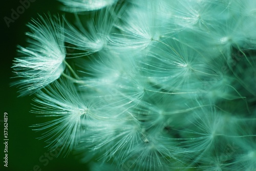 Abstract blured dandelion flower in trendy neo mint color