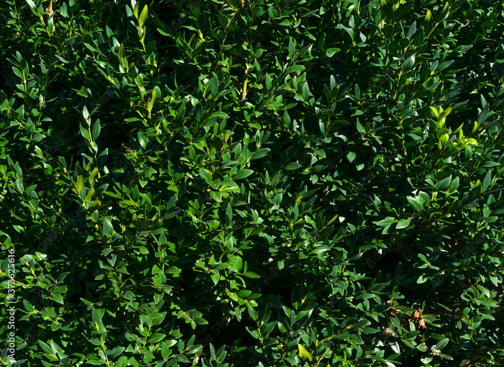 green leaf, tiny green leaf, natural green background, hard sunlight, background green leaf, tiny green leaf, natural green background, hard sunlight, background