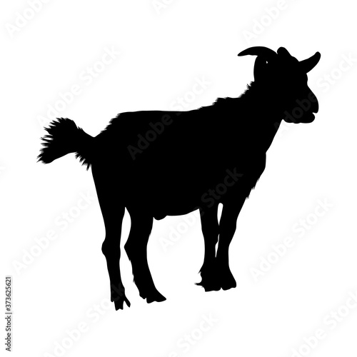 Goat  Capra Aegagrus Hircus  Silhouette Found In West Asia And Eastern Europe