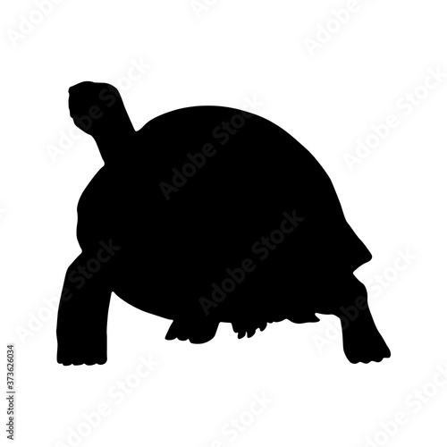 Galapagos Tortoise (Geochelone Nigra) Silhouette Found In Galapagos Islands