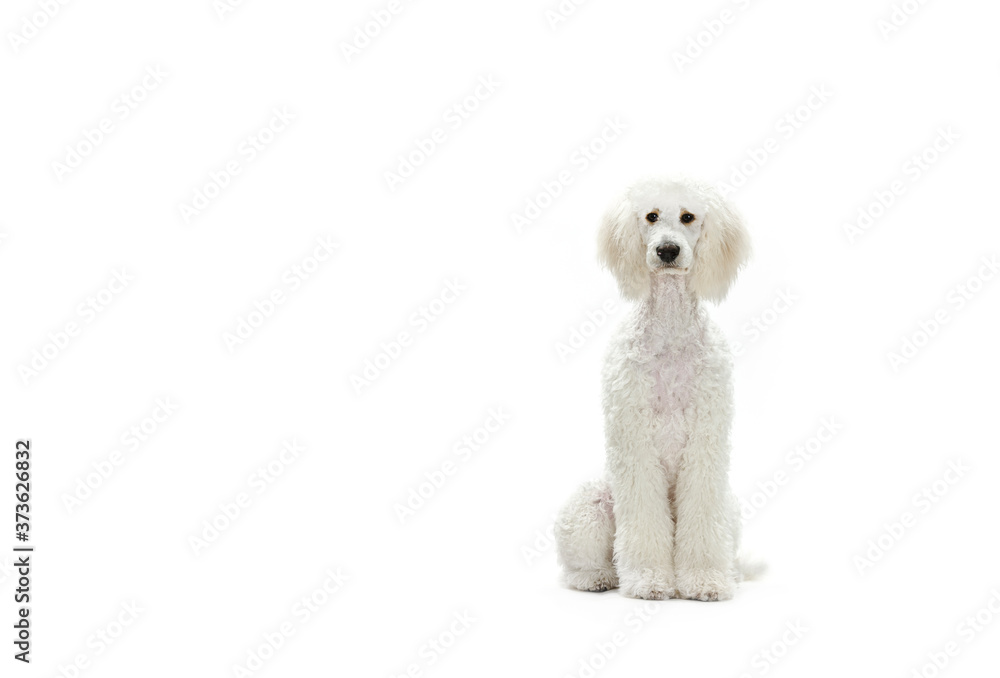 Large White Poodle on white seamless Large White Poodle on white seamless