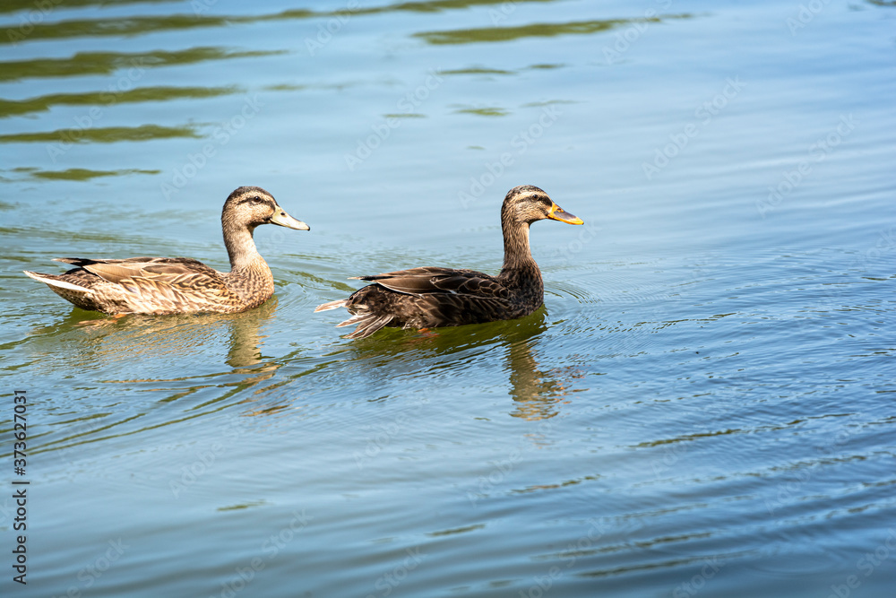 Ducks on Lake