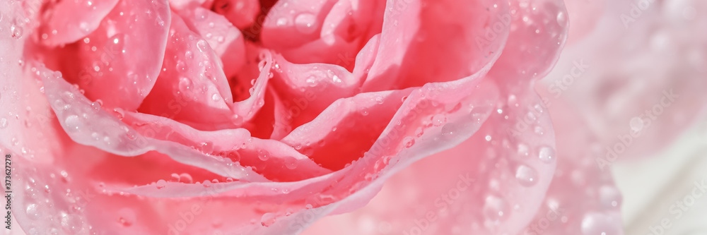 Beautiful pink rose with water drops. Can be used as background. Soft focus. Romantic style Beautiful pink rose with water drops. Can be used as background. Soft focus. Romantic style